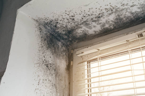 Affordable Hvac And Air Duct Mold Remediation solutions in Holliston, MA